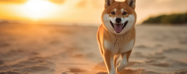 Shiba Inu