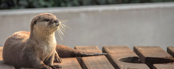 les parcs animaliers