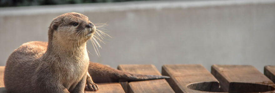 les parcs animaliers